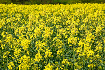 Obraz premium Rapsfeld in der Natur