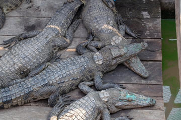 Crocodiles being farmed for meat and skins. They are contained in the hold of a boat in the floating town on Tonle-Sap