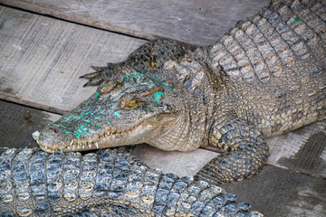 Crocodiles being farmed for meat and skins. They are contained in the hold of a boat in the floating town on Tonle-Sap