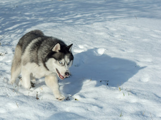 Pies Husky zimą