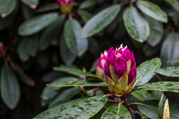 Rhododendron. Bright and juicy flowers on the rhododendron bush. Floral background with beautiful flowers.
