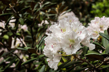 Rhododendron. Bright and juicy flowers on the rhododendron bush. Floral background with beautiful flowers.