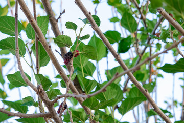 Fresh Mulberry fruits on tree, ..Mulberry with very useful for the treatment and protect of various diseases. ..Organic fresh, ripe fruit.