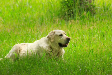 An old white Labrador dog lies in the grass of an orchard in southern Utah. 