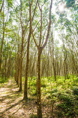 Obraz premium Rubber tree forest green leaf