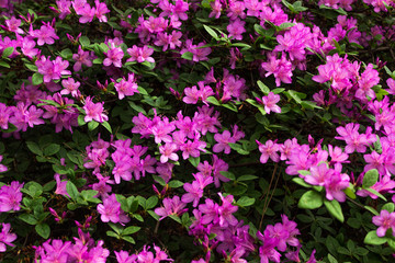Azalea. Bright and juicy flowers on the azalea bush. Floral background with beautiful flowers.