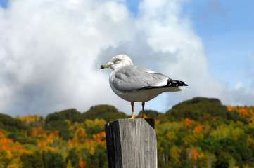 Post Perch