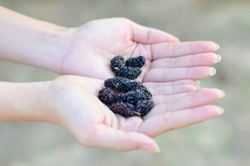 Fresh Mulberry fruits on hand, Mulberry with very useful for the treatment and protect of various diseases, Organic fresh, ripe fruit.