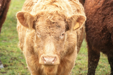 Fototapeta premium rinder