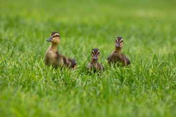 Three cute ducklings on green grass