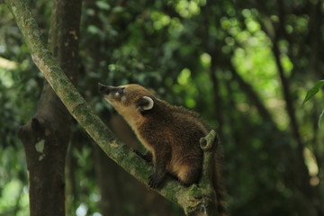 Friendly Coati