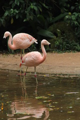 Fototapeta na wymiar Pink Flamingo in Brazil