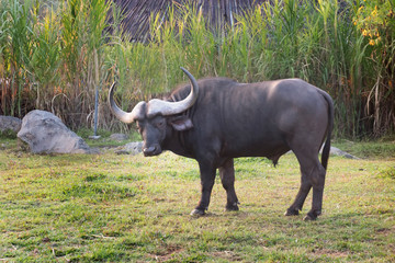 Obraz premium African buffalo (Syncerus caffer) in field