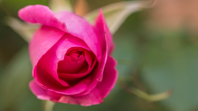 Pompollo รูปภาพPimpollo – เลือกดูภาพถ่ายสต็อก เวกเตอร์ และวิดีโอ292 | Adobe Stock