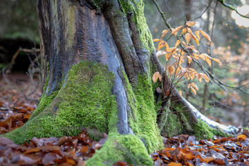 Mossy tree trunk. overgrown trunk of a deciduous tree.