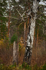 old birch tree in autumn forest