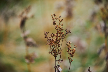 dry, withered leaves of grass in the autumn