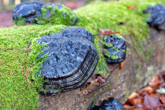 Forest huba on the trunk of a tree. Mushrooms, parasites in the forest.