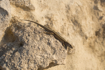The sand lizard (Lacerta agilis) is a lacertid lizard. The habitat of the reptile is in a rocky area.  An old lizard resting on a rock on a Sunny day. The wise reptile, enjoy the passing life.