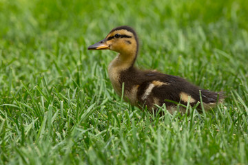 Cute baby duckling in green grass