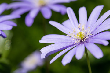 Purple Flower