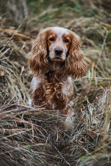red dog Spaniel sitting in the dried grass in the autumn