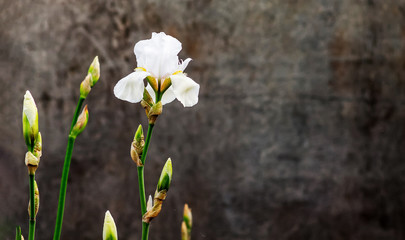 White iris flowers on a dark contrasting grunge background_