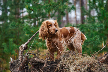 red dog Spaniel stands in the old dried grass in the forest in autumn