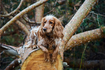 red dog Spaniel lying on a sawn tree pine in the woods
