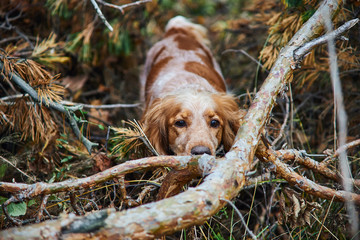 red dog Spaniel Peeps through the branches of a tree in the forest