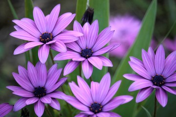Osteospermum Purple © carolle