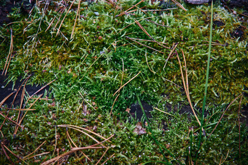 moss, withered leaves close-up