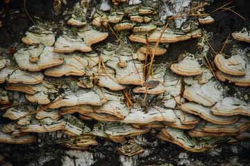 wood mushrooms on a white tree close-up texture