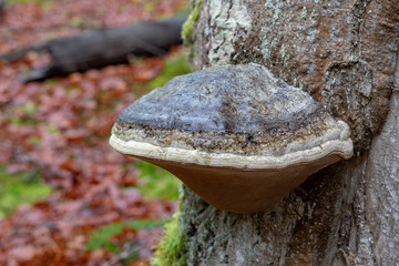 Forest huba on the trunk of a tree. Mushrooms, parasites in the forest.