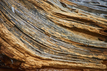 Fototapeta premium wood chips pine close-up texture