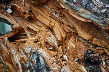 wood chips pine close-up texture