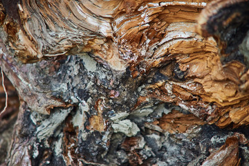 wood chips pine close-up texture