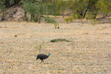 Helmeted Guineafowl, Numida meleagris, walking in the the savannah of South Africa