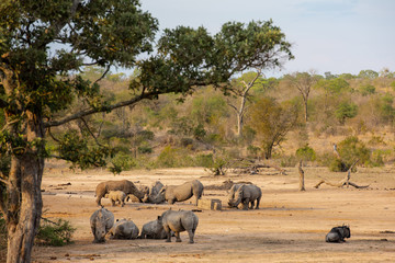 Naklejka premium Group of 12 white rhinos around an artificial waterhole with a buffalo resting nearby at sundown in South Africa