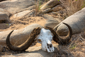The skull of a cape buffalo with impressive horns eaten by worms lying on the ground in South Africa