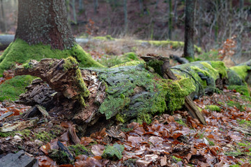 Fototapeta na wymiar Mossy tree trunk. overgrown trunk of a deciduous tree.