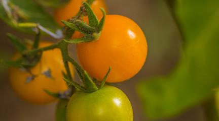 Fotograf&iacute;a macro de peque&ntilde;os tomates en su planta con fondo en tonos de verde