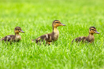 Three baby ducklings on green grass