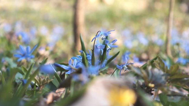 scilla blossomed in spring in the park