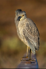 Young Yellow Crowned Night Heron