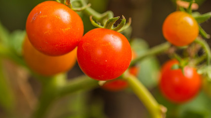 Fotograf&iacute;a macro de peque&ntilde;os tomates en su planta