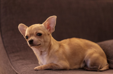 Mini beige chihuahua on grey sofa