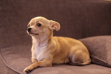 Mini beige chihuahua on grey sofa