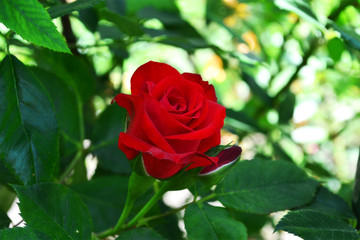 Classic red rose grows in the Botanical Garden. Beautiful slender rose for Valentines Day. Fresh rose bud for beloved woman
