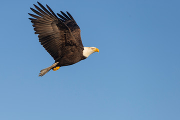 Obraz premium Bald Eagle in Homer Alaska, USA